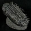 Super Spiny Drotops Armatus Trilobite - #5614-1